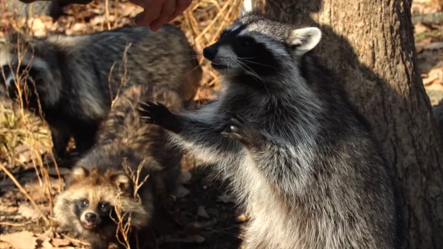 Slow motion: North American racoons take nuts from zookeeper.