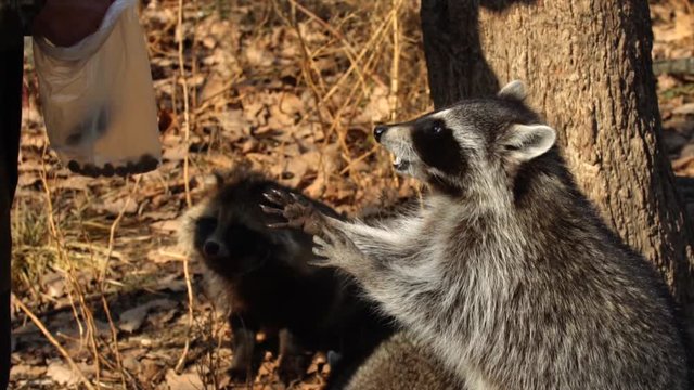 Slow motion: North American racoons take nuts from zookeeper.
