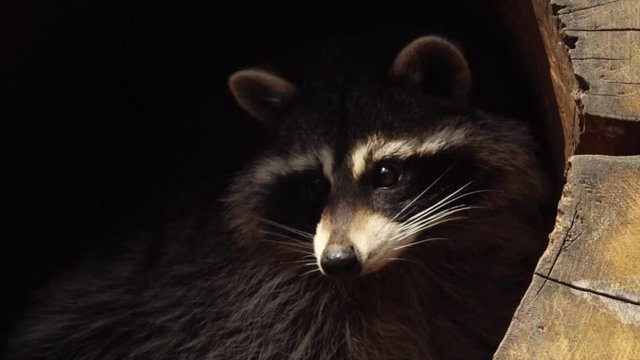 Close portrait of cute North American racoon
