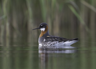 Red-necked Phalarope