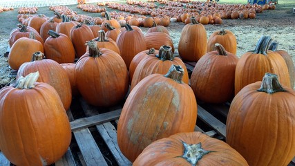 Pumpkin patch--Kennesaw GA (on palette)
