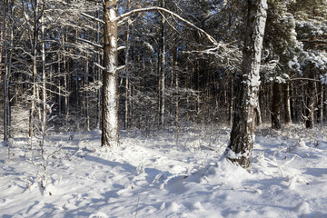 Forest in winter