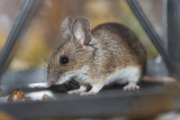 Feldmaus in der Laterne