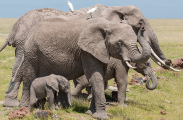 Naklejka na ściany i meble African Elephants