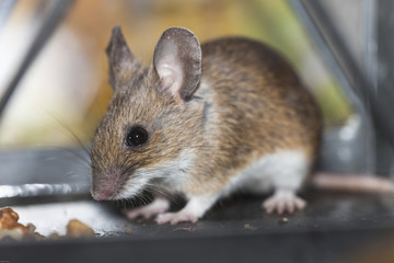 Feldmaus in der Laterne