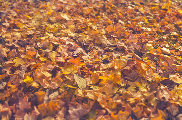 Blurry vintage colorful sunny leaves background