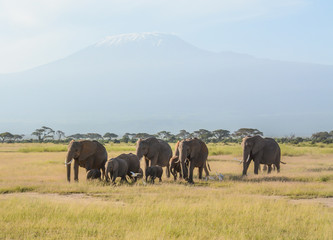 African Elephants