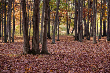 Fallen Leaves in Woods