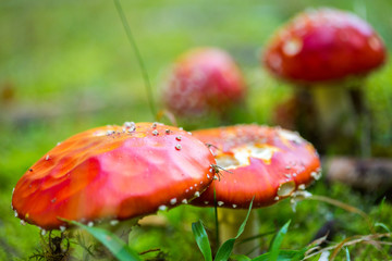 Toxic mushroom Amanita muscaria