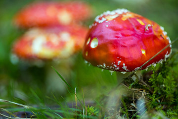Toxic mushroom Amanita muscaria