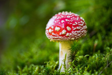 Toxic mushroom Amanita muscaria