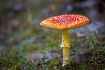 Toxic mushroom Amanita muscaria