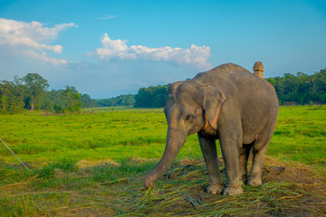 Beautiful sad elephant chained in a wooden pillar at outdoors, in Chitwan National Park, Nepal, sad paquiderm in a nature background, animal cruelty concept