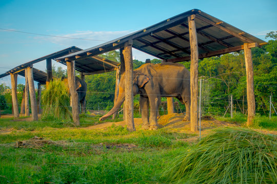 Chained elephant under a structure at outdoors, with a fence in Chitwan National Park, Nepal, cruelty concept