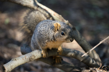 Naklejka na ściany i meble Cute Squirrel on Tree Branch Closeup
