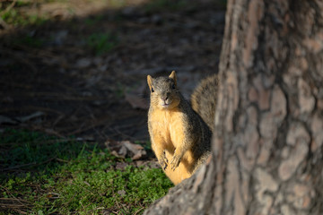 Cute Squirrel Peering Around Tree - 178889435