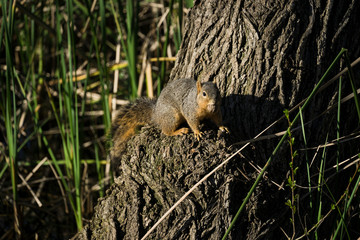 Squirrel with Nut on Tree Stump - 178889456