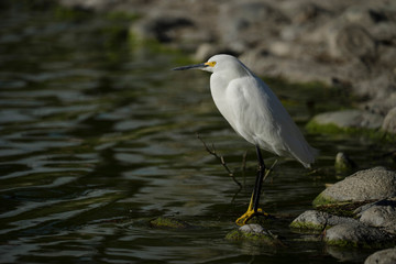 Snowy Egret on Rocky Shore - 178889458