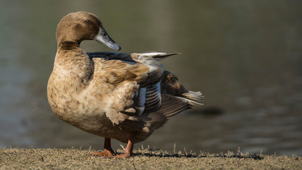 Brown Duck on Lakeshore - 178889471