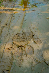 Beautiful tiger paw print on the vlay soil inside of the forest in Chitwan National Park, Nepal