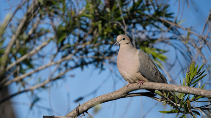 Mourning Dove Perched on Tree Branch - 178889487