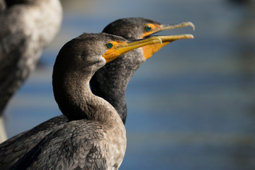 Juvenile Cormorants on Lakeshore - 178889499