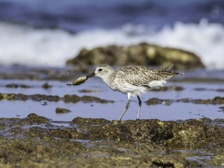 Grey Plover Caught a Fish