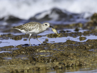 Grey Plover Caught a Fish 