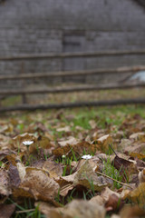 Strammes G&auml;nsebl&uuml;mchen 