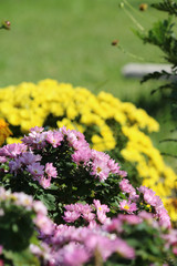Obraz premium 菊の花