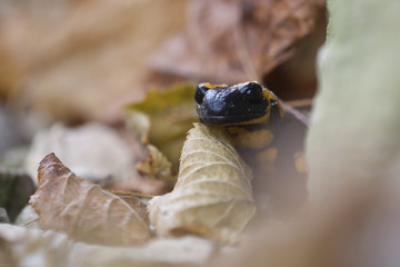 Feuersalamander im Herbstkleid
