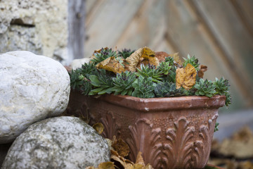 Immerlebender bescheidener Hauswurz