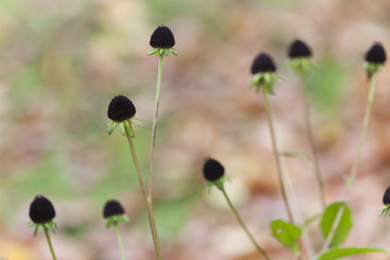 Strahlender R&uuml;ckzug der Natur