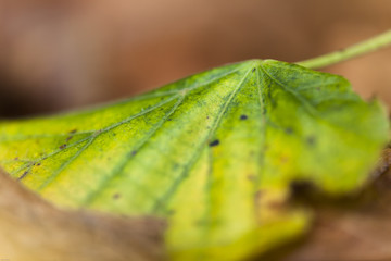 d&uuml;rres Lindenblatt im Herbst