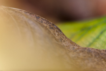 d&uuml;rres Lindenblatt im Herbst