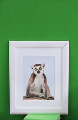 Picture of cute monkey on color wall