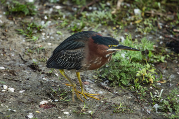 Green Heron