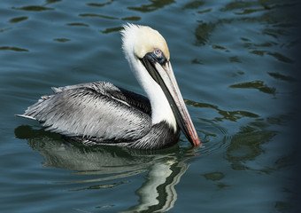 Brown Pelican with Breeding Plumage