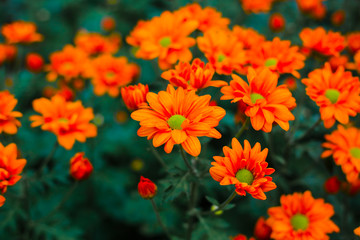 flowers chrysanthemum, Chrysanthemum wallpaper, chrysanthemums in autumn, Beautiful chrysanthemum as background picture, The splendor of death,  Field filled with chemicals