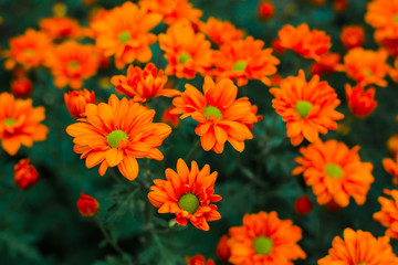 flowers chrysanthemum, Chrysanthemum wallpaper, chrysanthemums in autumn, Beautiful chrysanthemum as background picture, The splendor of death,  Field filled with chemicals