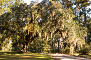 A massive live oak tree draped in Spanish moss is a typical site in the low country areas of the...