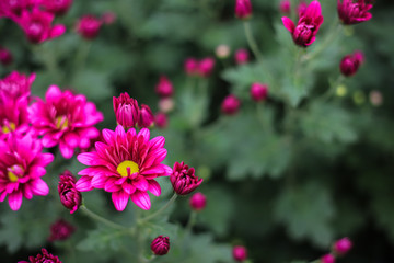 flowers chrysanthemum, Chrysanthemum wallpaper, chrysanthemums in autumn, Beautiful chrysanthemum as background picture, The splendor of death,  Field filled with chemicals
