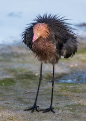 Reddish Egret