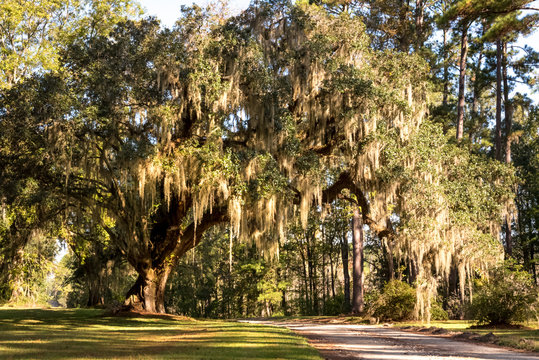 A massive live oak tree draped in Spanish moss is a typical site in the low country areas of the southeastern United States.