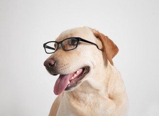 Funny Labrador Retriever with glasses on white background