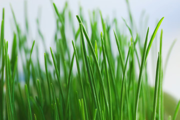 Fototapeta na wymiar Green wheat grass, closeup