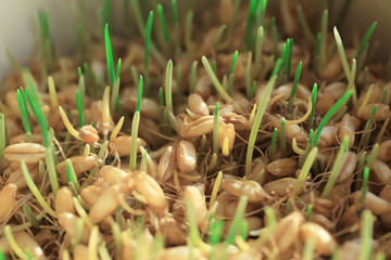 Wheat grass growing in bowl, closeup