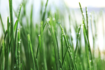 Fototapeta na wymiar Green wheat grass, closeup