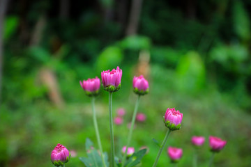 flowers chrysanthemum, Chrysanthemum wallpaper, chrysanthemums in autumn, Beautiful chrysanthemum as background picture, The splendor of death,  Field filled with chemicals