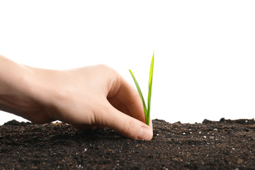 Woman's hand planting green sprout on white background